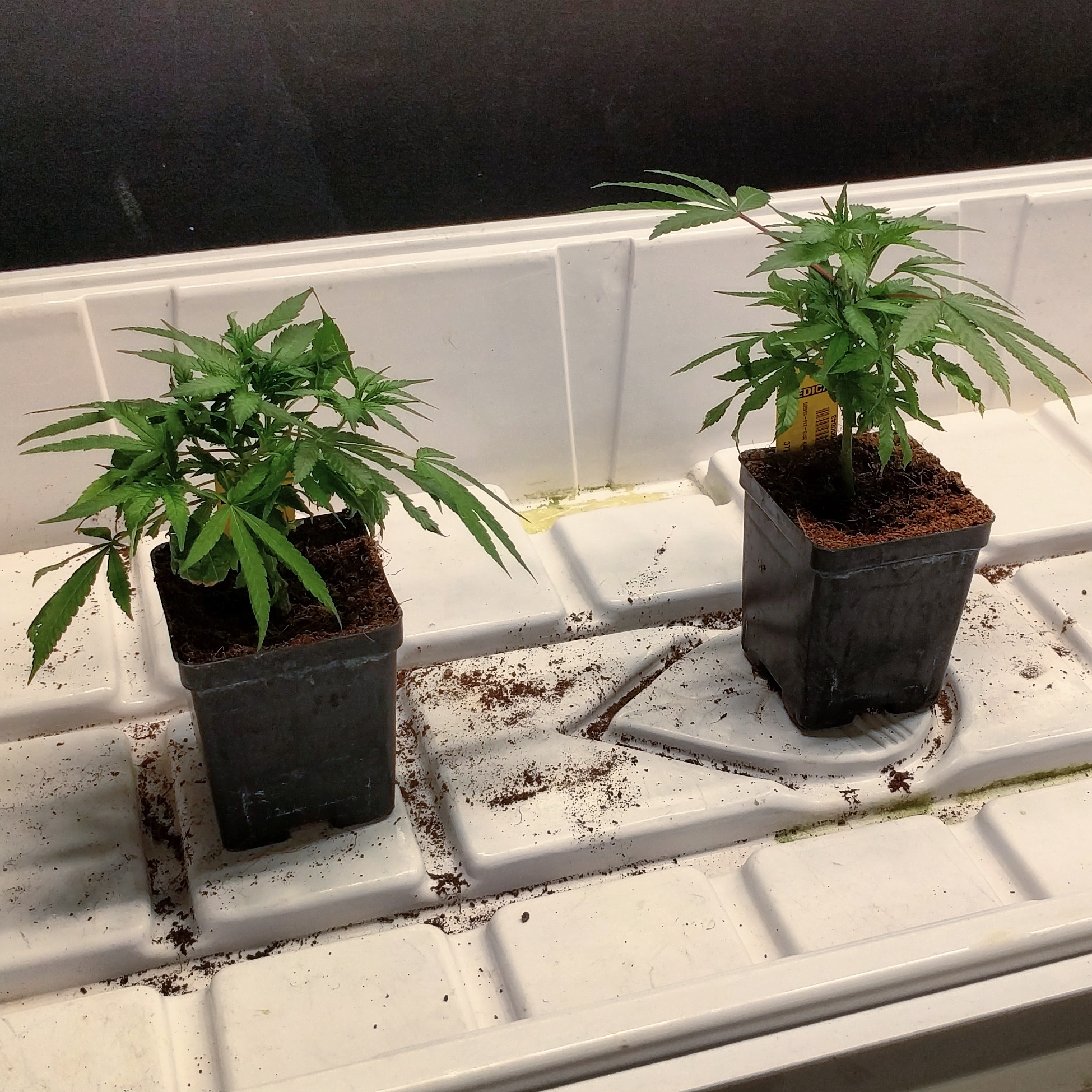 Medical Cannabis growing at a dispensary in Denver, CO.